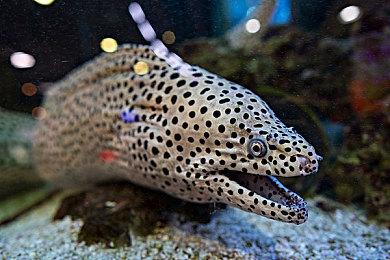 《艾尔登法环2》可能会有 不会是万代发行